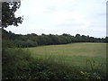 Farmland towards woodland