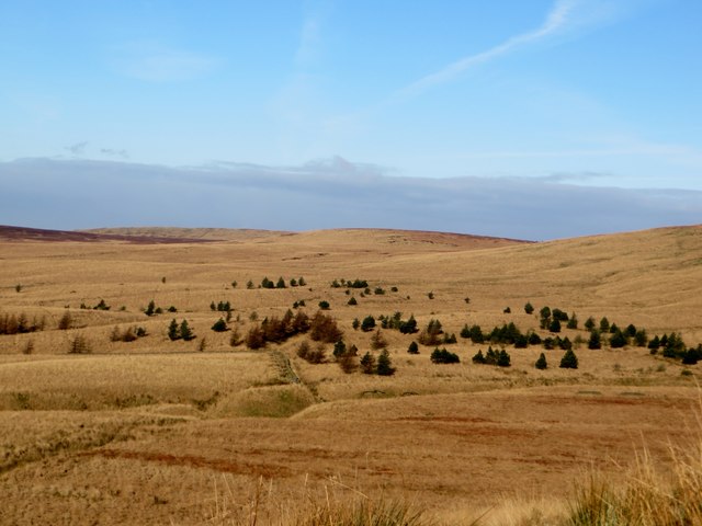 Moorland plantation near Higher Hempshaw's