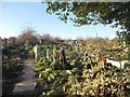 Allotments - Cemetery Road