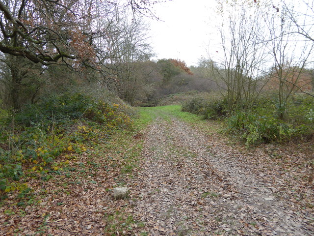 Footpath to the woods