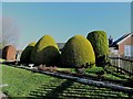 TQ7818 : Topiary at 30 Gorselands by Patrick Roper