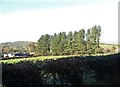 Shelter belt of trees on farmland at Knockbarragh Park