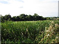 Grantham Canal reed bed