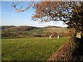 Cattle pasture