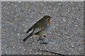 Scotney Castle: Robin