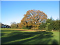 Oak by Tutbury Avenue