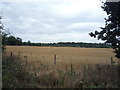 Crop field south of Birchall Lane