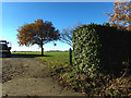 Footpath off Heveningham Road