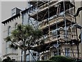 Cordyline tree and scaffolding