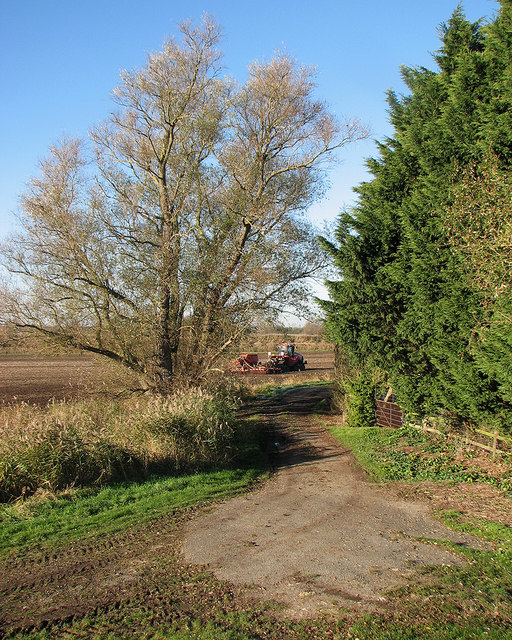 Little Thetford: working the land in November