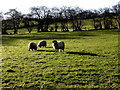 H4760 : Sheep, Derrybard by Kenneth  Allen