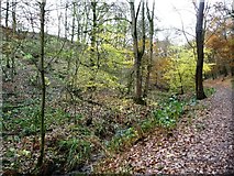 SE1336 : Northcliffe Woods, in the valley of Northcliff Dike by Christine Johnstone