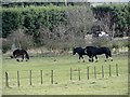 NZ1653 : Heavy horses by Robert Graham