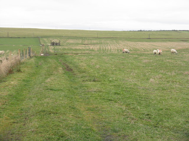 Grazing sheep near Nether Falla
