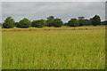 Meadow, Westerton