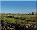 Sheep pasture, Little Oak Farm