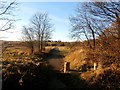 Footpath Fringing Brodsworth Community Woodland