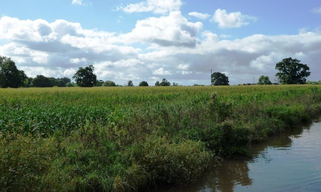Canalside field of maize near Crossbanks Farm