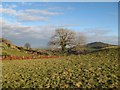 Tree with Moelfre Isaf