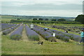 Rows of Lavender