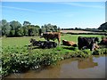 SJ3832 : Cattle grazing on the bank of the Llangollen Canal by Christine Johnstone
