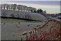 Lingering frost on the fields at Calton