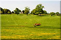 Cattle, nr Little Badminton, Gloucestershire 2012