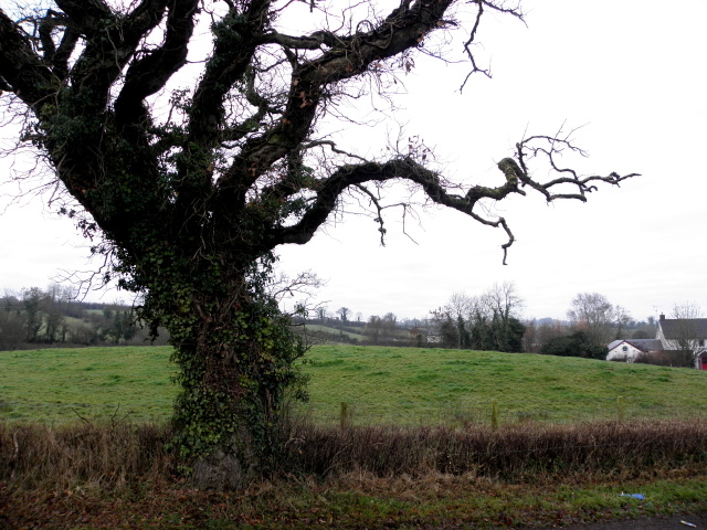 Ivy covered tree, Corkhill