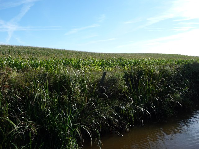 Maize to the horizon, west of Bettisfield