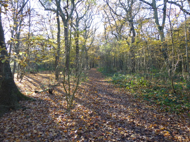Path in Oxleas Wood