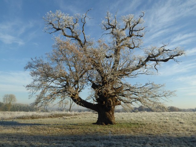 An oak tree on a frosty morning