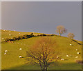 Grazing in the sun, above the Nant y Fawnog