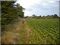 Field edge footpath west of Hoveringham