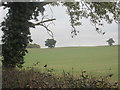 A church spire between two trees