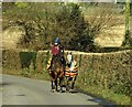 Horses at Burrington