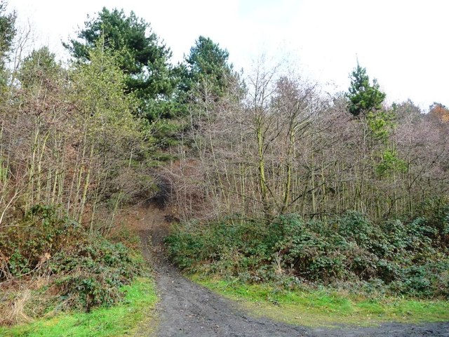 Path into the woods, north side of former railway