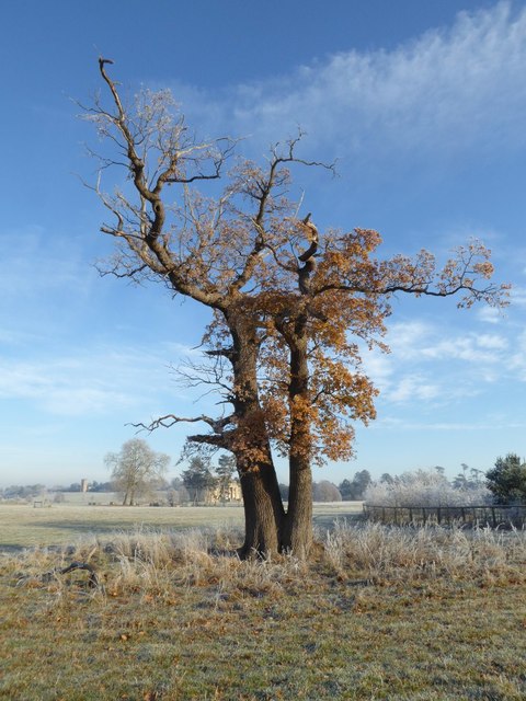 A mature oak tree, Croome Park