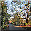 Whittlesford: tall trees on Middlemoor Road