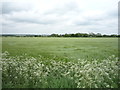 Crop field off Six Mile Bottom Road