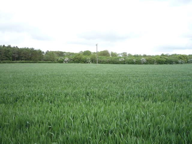 Crop field towards Spikehall Plantation