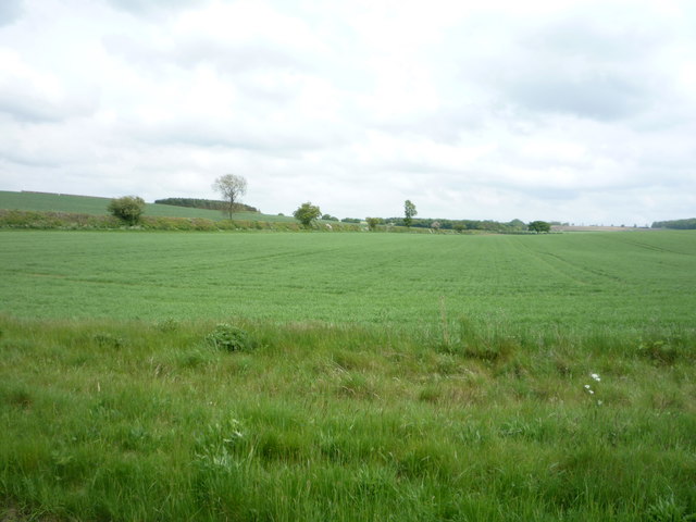 Crop field north west of Weston Colville