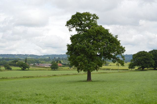 A single tree