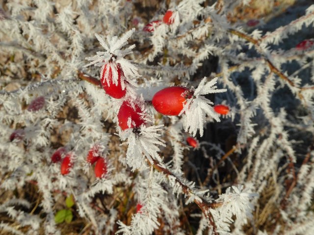 Frosted rose hips