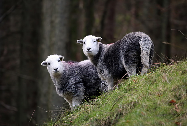 Herdwick Sheep At Rough Crag © Walter Baxter Geograph Britain And 