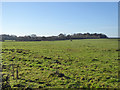 SP6340 : Pasture north of Biddlesden by Robin Webster