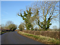 Wayside trees with ivy