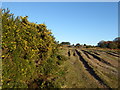 Track leading to Camp Hill Clump