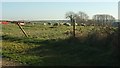 Sheep near Thelbridge