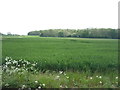 Crop field near Home Farm