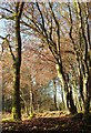 Trees, Ebberly Cross